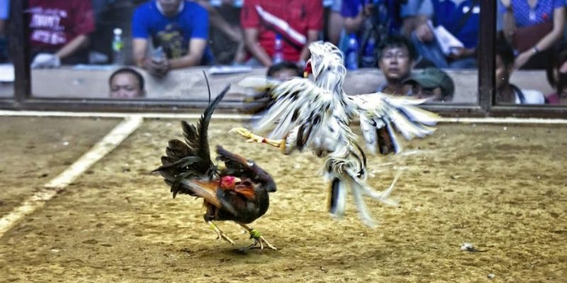 51 hot live qq88 bắn cá