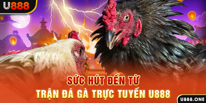 51 hot live đá gà trực tiếp c1