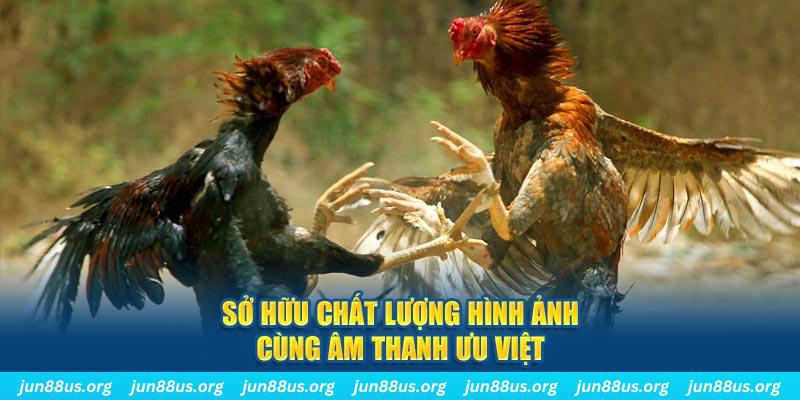 51 hot live PP Điện Tử